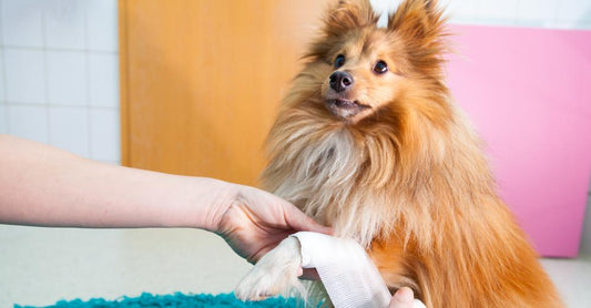Pet First Aid Essentials & Kits