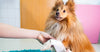 Pet First Aid Essentials & Kits