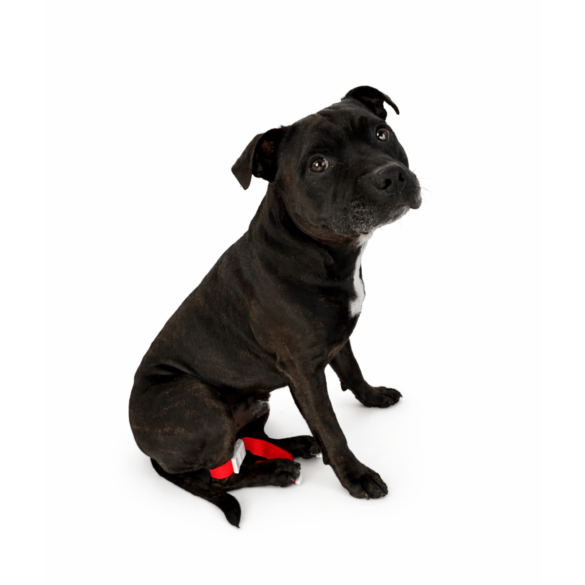 Quick Release Pet Tourniquets