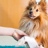 The Importance Of Having A Pet First Aid Kit On Hand