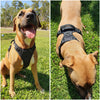 Harnessing Safety and Comfort: Why Dogs Should Use Harnesses