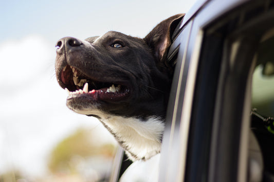 Dog on car trip