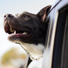 The Unspoken Necessity: Why Dogs Need Seatbelts Too