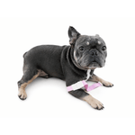 Quick Release Pet Tourniquets