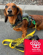 Reactive Dog Warning Leads