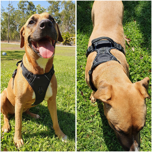Reflective No Pull Dog Safety Harness